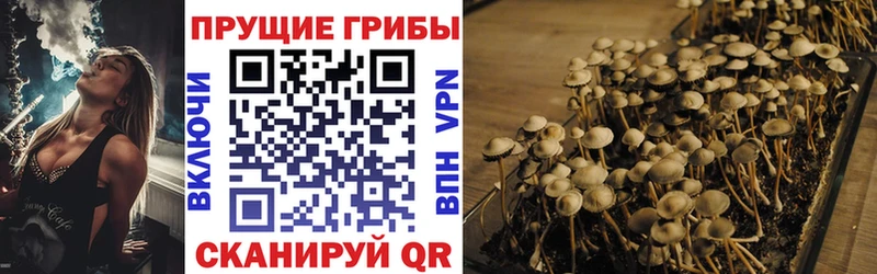 Псилоцибиновые грибы Psilocybine cubensis Ленинск